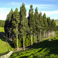 Jonathan Barran Farm Forestry Photography, Farm Forestry Photographer in Rotorua NZ
