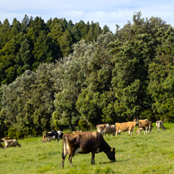 Jonathan Barran Farm Forestry Photography, Farm Forestry Photographer in Rotorua NZ