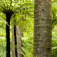 Jonathan Barran NZ Native Trees Photography, NZ Native Trees Photographer in Rotorua NZ