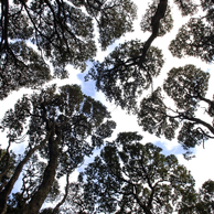 Jonathan Barran NZ Native Trees Photography, NZ Native Trees Photographer in Rotorua NZ
